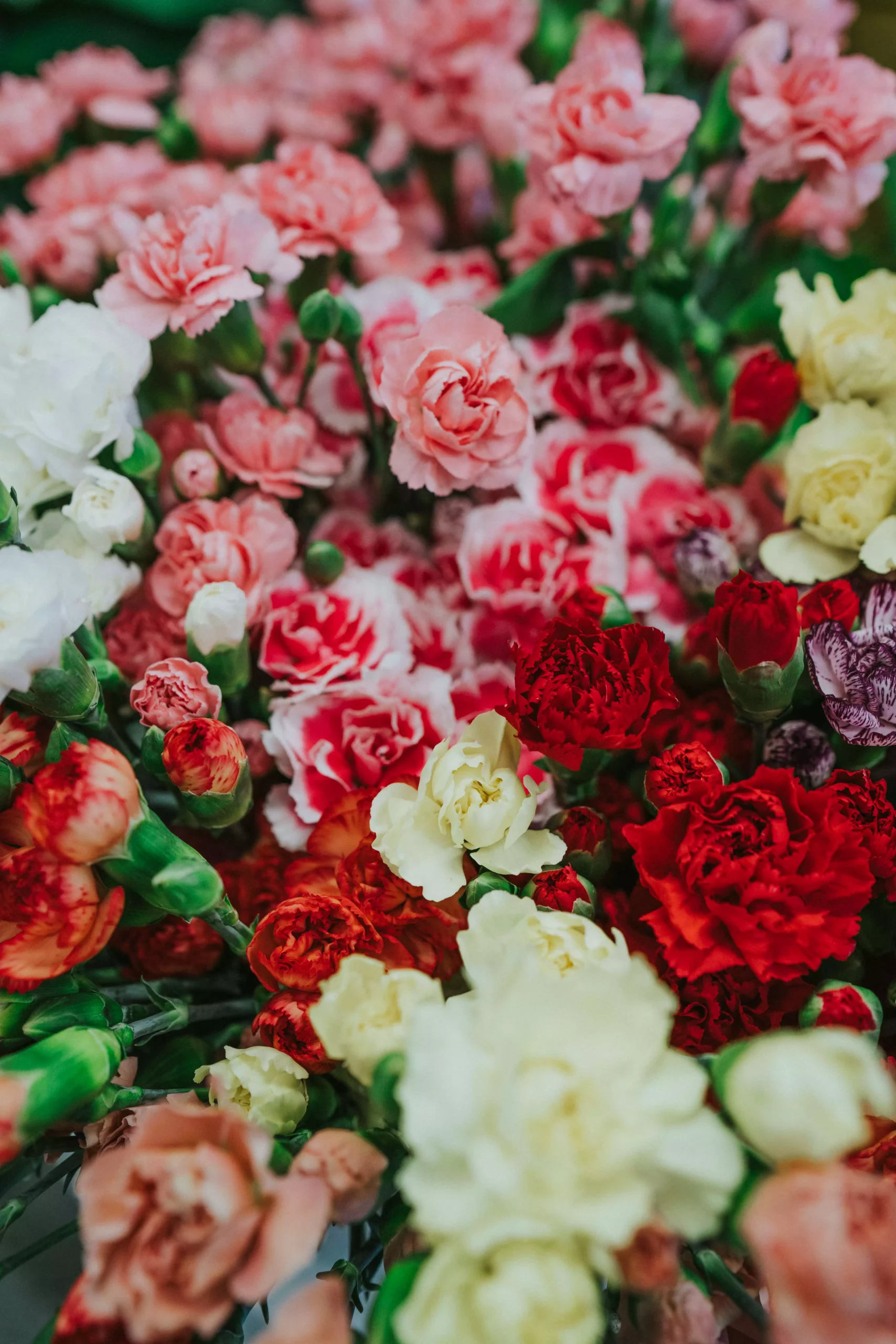 Fleurs de couleurs vive pour un enterrement