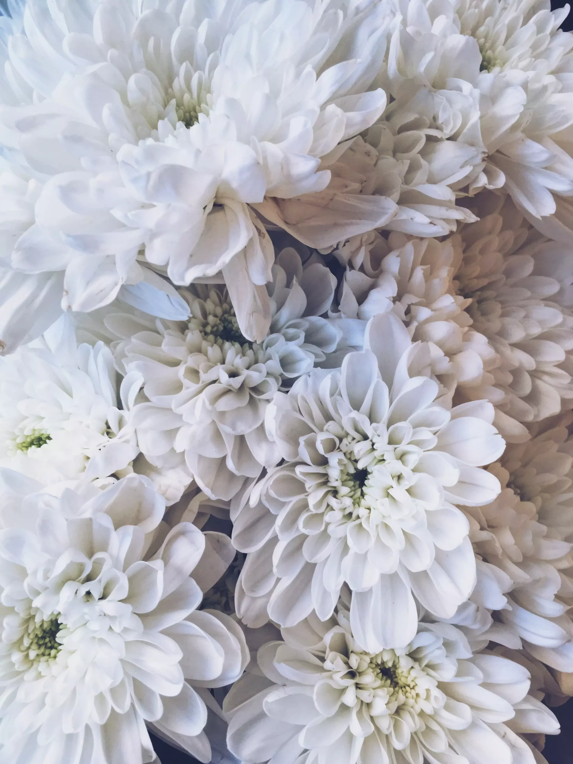 Fleurs blanches inhumation