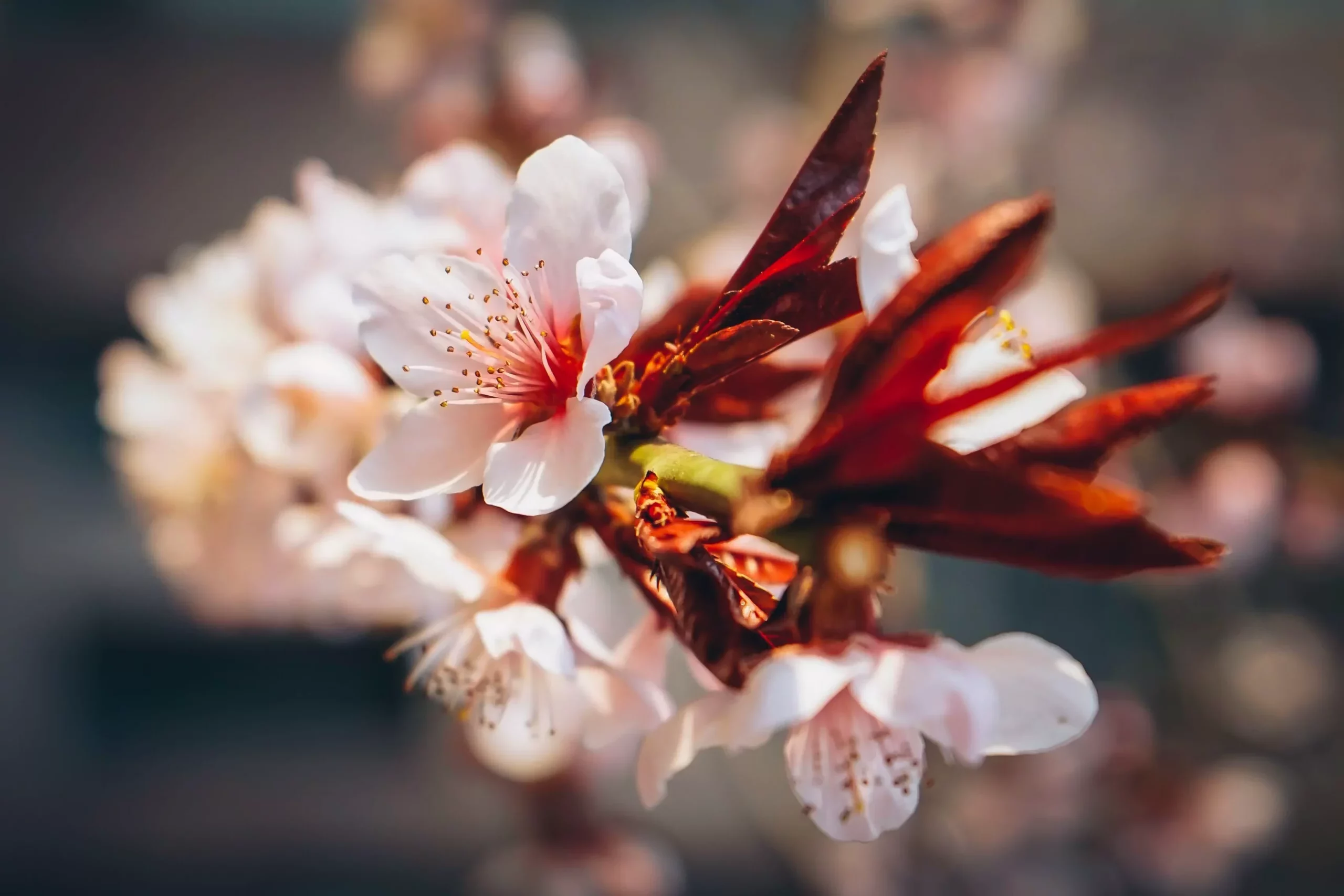 Fleurs de couleurs pour un enterrement